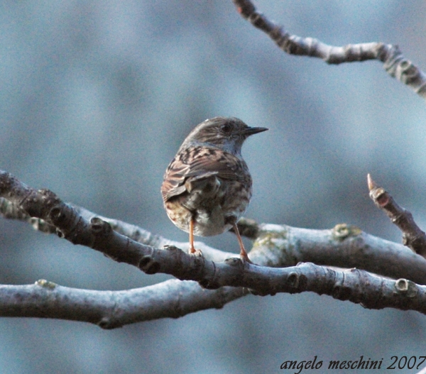 Passera scopaiola, Prunella modularis